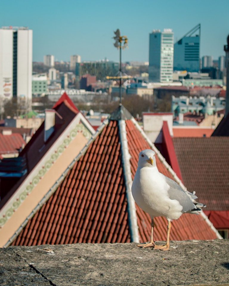 Steven the Seagull, em Tallin, na Estônia