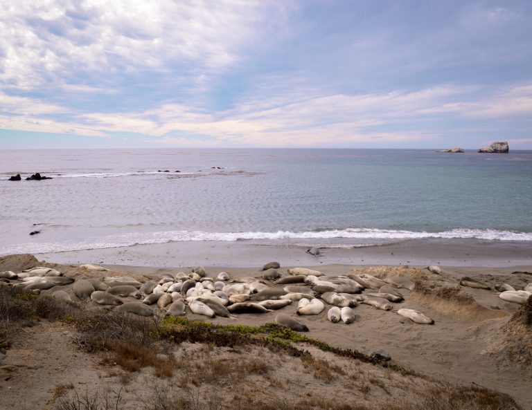 Leões-marinhos na costa da Califórnia
