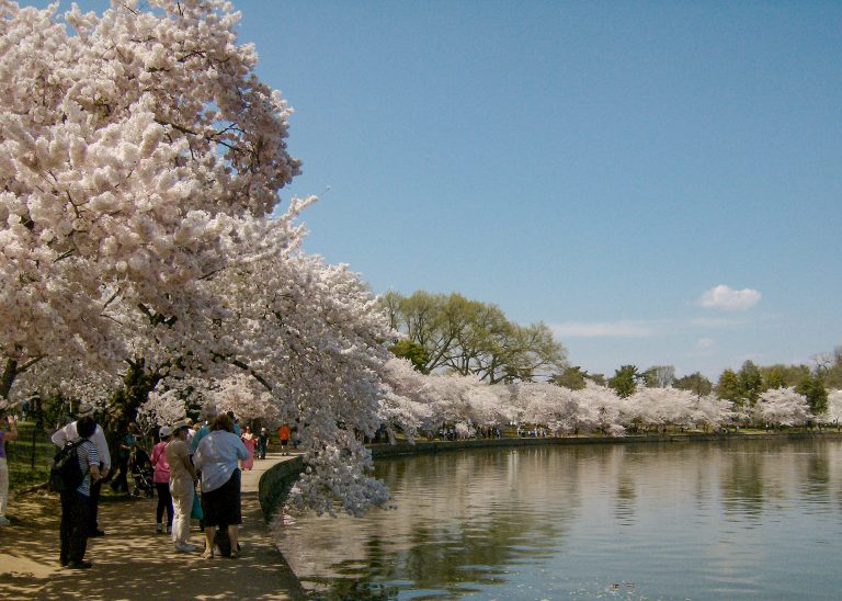Cerejeiras ao lado de calçada no Tidal Basin, uma lagoa em Washington DC