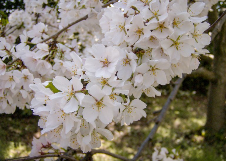 Galho de flores brancas de cerejeira