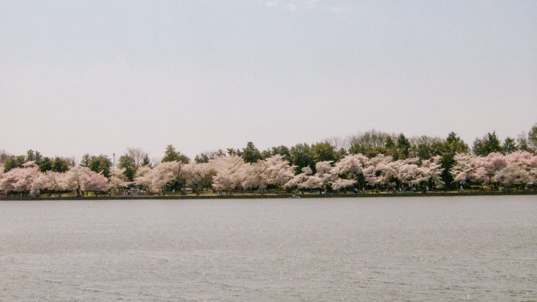 Cerejeiras ao redor do Tidal Basin, em Washington D.C.