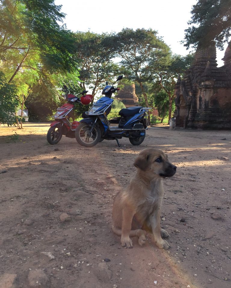 Filhote de cachorro sentado no chão de terra. Ao fundo, duas scooters ao lado de ruínas de um templo.