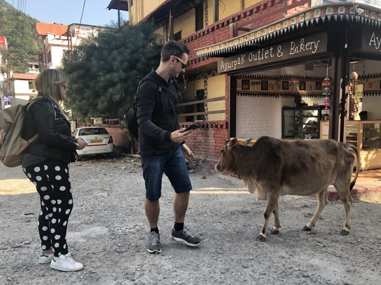 Vaca na rua em Rishikesh, na Índia