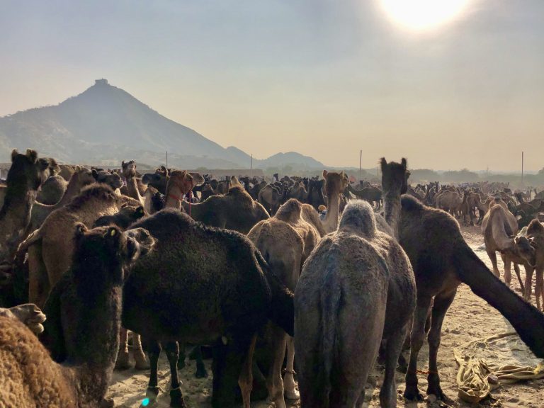 Feira de camelos de Pushkar, na Índia