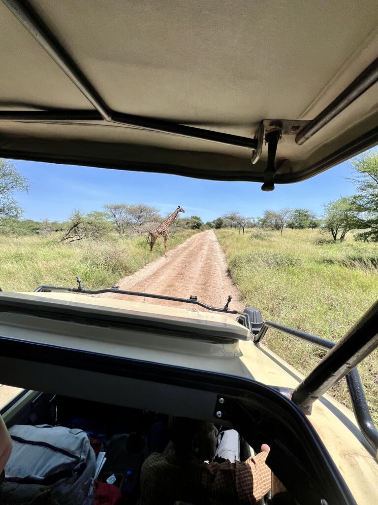 Girafa atravessando a estrada no Serengeti.
Foto: Viajão®? - todos os direitos reservados