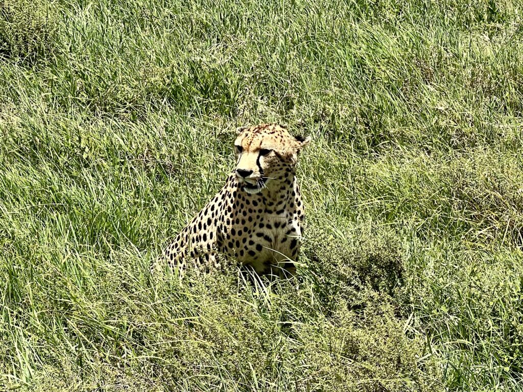 Guepardo no Serengeti.
Foto: Viajão®? - todos os direitos reservados
