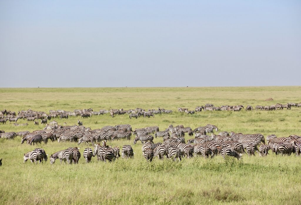 Parque Nacional de Serengeti.
Foto: Viajão®? - todos os direitos reservados.