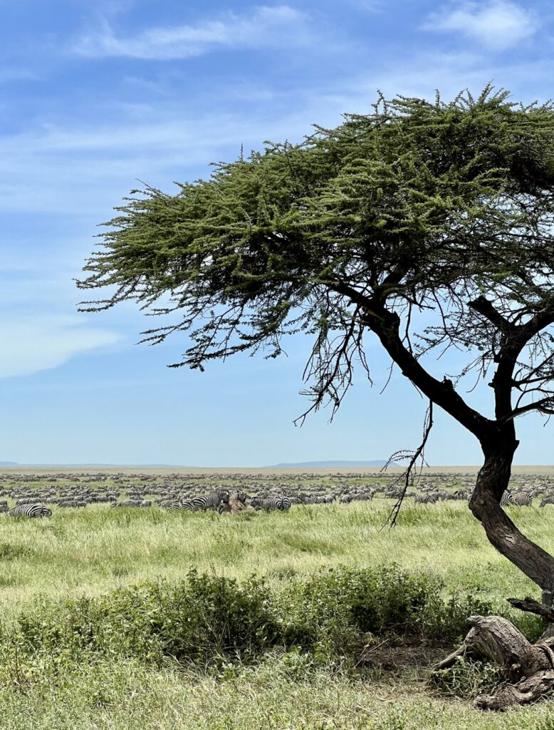 Migração de zebras no Serengeti.
Foto: Viajão®? - todos os direitos reservados