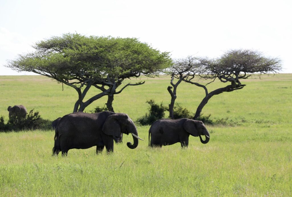 Elefantes no Serenget.
Foto: Viajão®? - todos os direitos reservados.