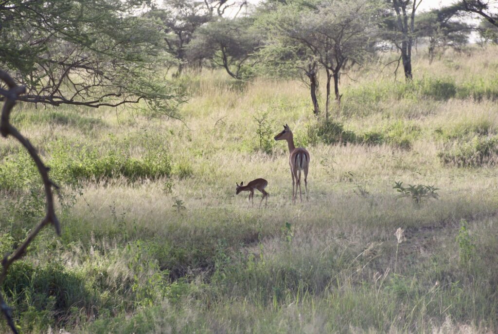 Impalas no Serengeti.
Foto: Viajão®? - todos os direitos reservados