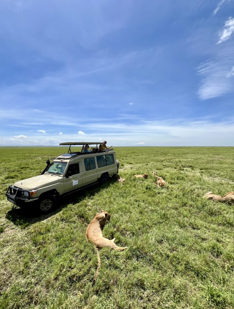 Leões no Serengeti
Foto: Viajão®? - todos os direitos reservados.