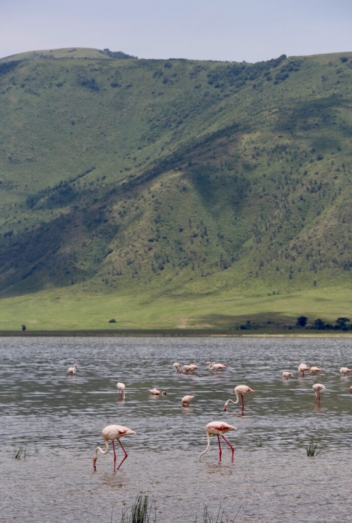 Flamingos na Cratera de Ngorongoro, Tanzânia.
Foto: Viajão®? - todos os direitos reservados.
