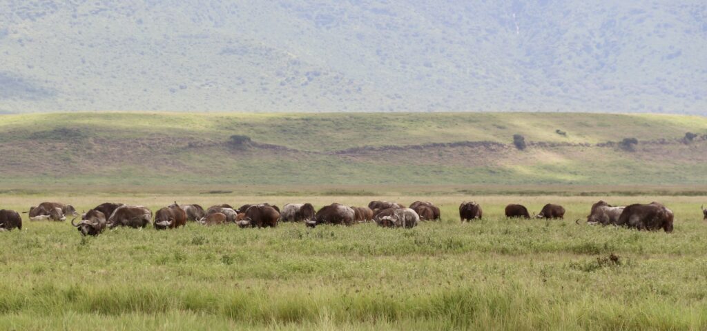 Búfalos na Cratera de Ngorongoro, na Tanzânia.
Foto: Viajão®? - todos os direitos reservados.