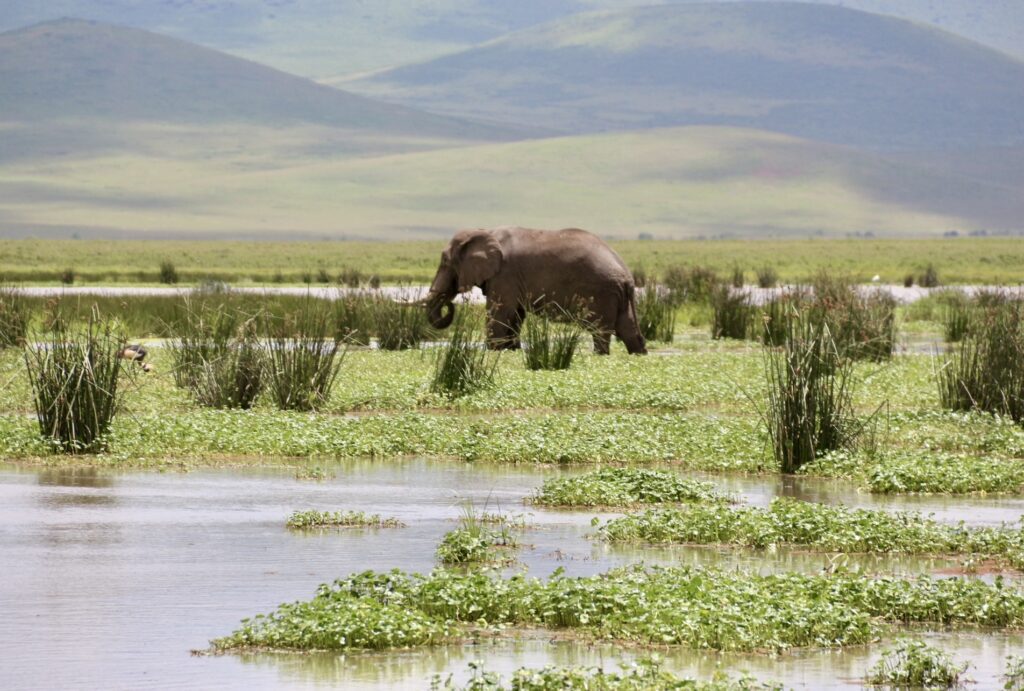 Elefante na Cratera de Ngorongoro, Tanzânia.
Foto: Viajão®? - todos os direitos reservados.